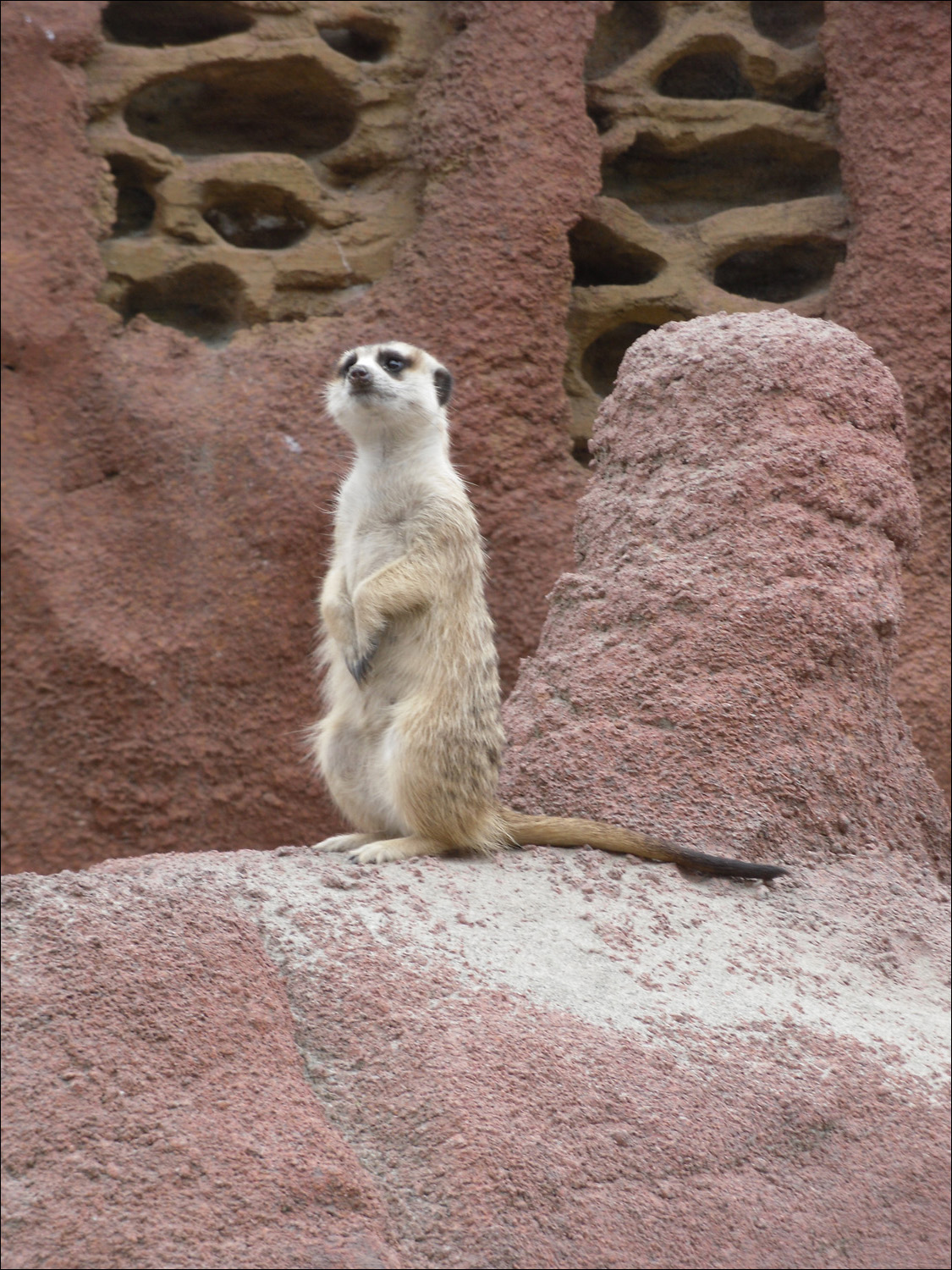 Tacoma, WA-Point Defiance Zoo & Aquarium-meerkats